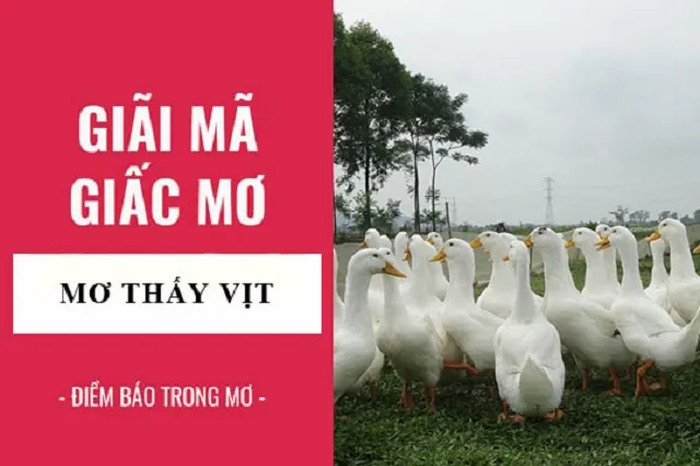 Mơ thấy Vịt thì nên đánh số mấy?