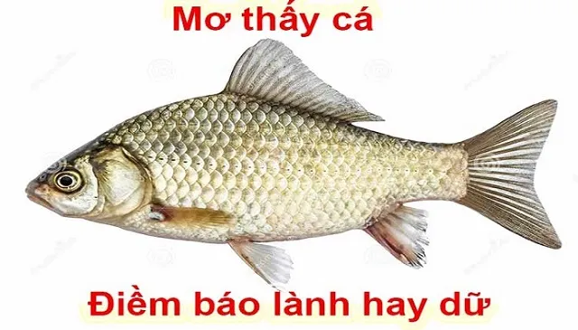 Giấc mơ thấy mình bắt được thật nhiều cá