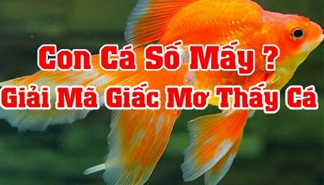 Nằm mơ thấy cá đánh con gì cho ăn tiền từ nhà cái